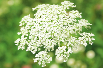 Петрушка огородная - aptechka.org