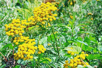 Пижма обыкновенная - aptechka.org