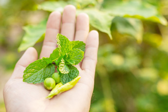 Сбор и сушка лекарственных растений - aptechka.org