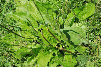 Подорожник большой - aptechka.org