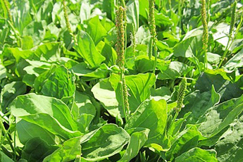 Подорожник большой - aptechka.org