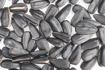 Подсолнечник однолетний - aptechka.org