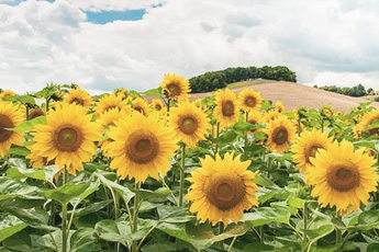 Подсолнечник однолетний - aptechka.org