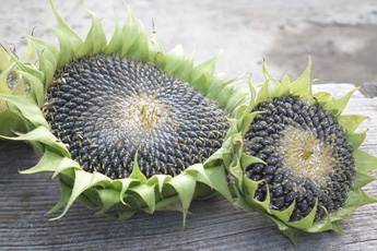 Подсолнечник однолетний - aptechka.org