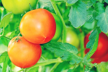 Помидор съедобный, или томат - aptechka.org