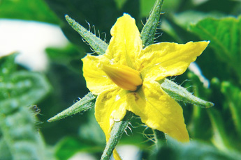 Помидор съедобный, или томат - aptechka.org