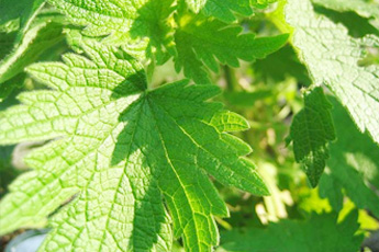 Пустырник пятилопастной - aptechka.org