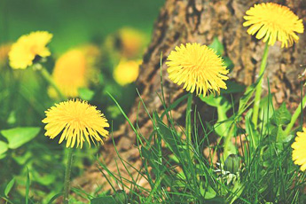 Одуванчик лекарственный - aptechka.org