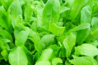 Щавель - aptechka.org