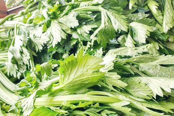 Сельдерей пахучий - aptechka.org