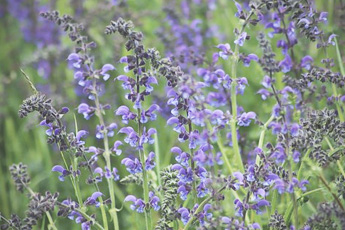 Шалфей лекарственный - aptechka.org