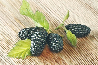 Шелковица - aptechka.org