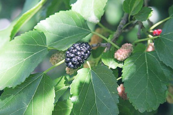 Шелковица - aptechka.org