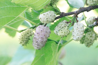 Шелковица - aptechka.org