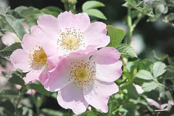 Шиповник коричный - aptechka.org