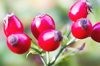 Шиповник коричный - aptechka.org