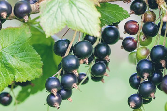 Смородина черная - aptechka.org