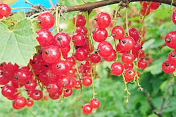 Смородина красная - aptechka.org