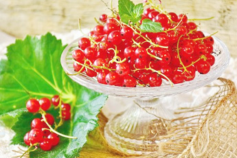 Смородина красная - aptechka.org