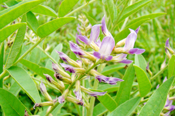 Солодка голая - aptechka.org