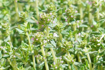 Тимьян обыкновенный - aptechka.org