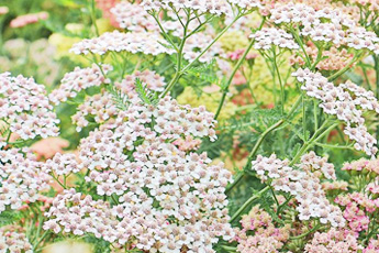 Тысячелистник обыкновенный - aptechka.org