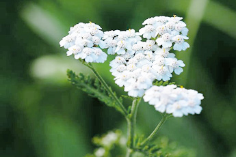 Тысячелистник обыкновенный - aptechka.org