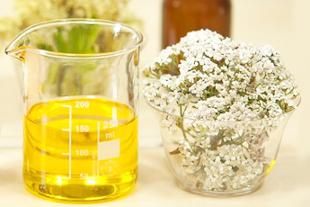 Тысячелистник обыкновенный - aptechka.org