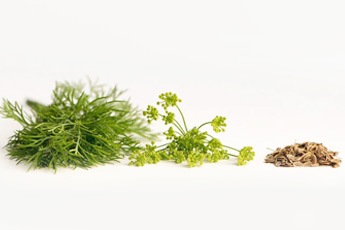 Укроп огородный, или пахучий - aptechka.org