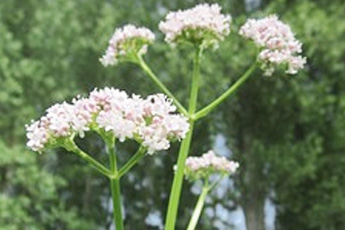 Валериана лекарственная - aptechka.org