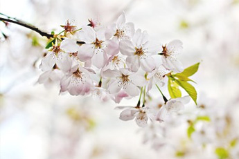 Вишня обыкновенная - aptechka.org