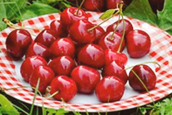 Вишня обыкновенная - aptechka.org