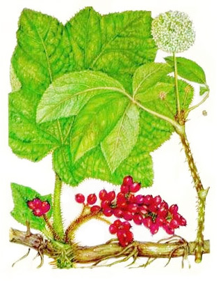 Заманиха высокая, эхинопанакс высокий - aptechka.org