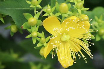 Зверобой продырявленный - aptechka.org