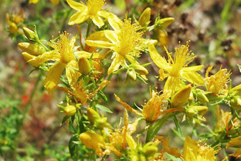 Зверобой продырявленный - aptechka.org