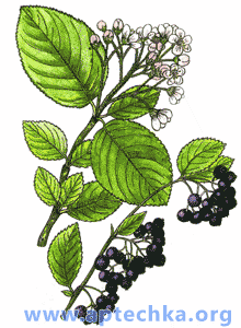 Арония черноплодная, или рябина черноплодная - aptechka.org