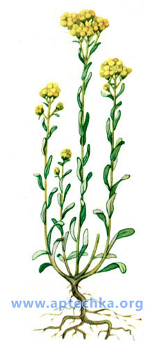 Бессмертник песчаный - aptechka.org