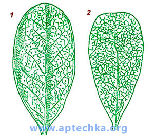 Примеси к бруснике