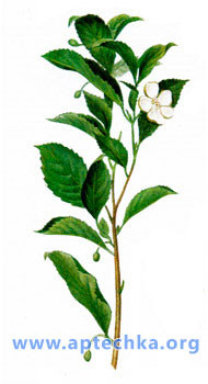 Чай китайский - aptechka.org