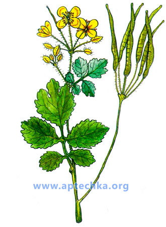 Чистотел большой - aptechka.org
