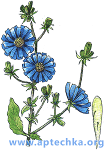 Цикорий дикий - aptechka.org