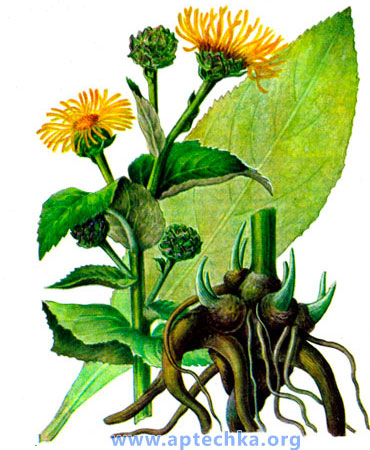 Девясил высокий - aptechka.org