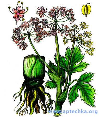 Дягиль лекарственный - aptechka.org