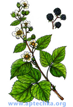 Ежевика сизая - aptechka.org