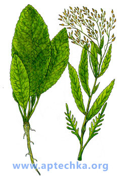 Хрен обыкновенный - aptechka.org