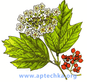 Калина обыкновенная - aptechka.org