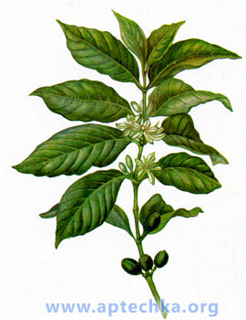 Кофейное дерево - aptechka.org