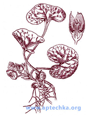 Копытень европейский - aptechka.org