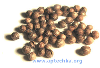 Кориандр посевной - aptechka.org