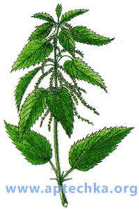 Крапива двудомная - aptechka.org
